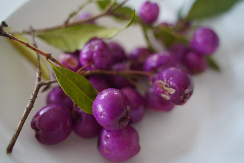 Lilly Pilly Fruit Appearance & Nutrition