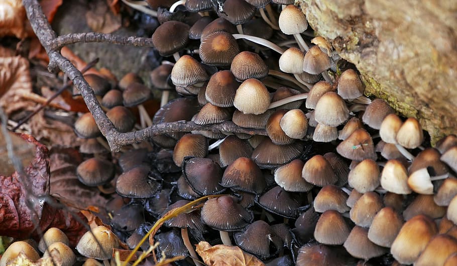 Mushrooms Growing In Bathroom